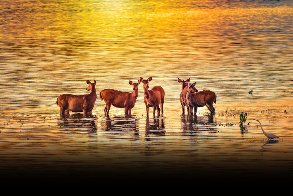 A herd of deer standing in shallow water at sunset with a white egret nearby in one of the Wildlife Sanctuaries of Assam.