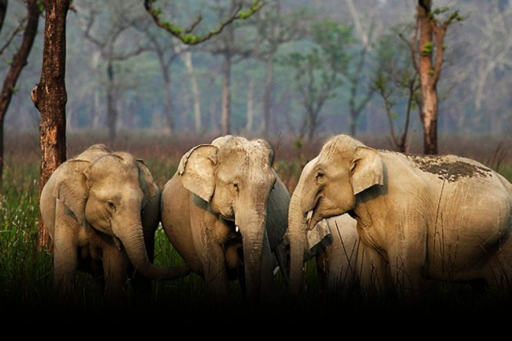 A group of three Indian elephants standing in a grassy area with trees in the background in one of the Wildlife Sanctuaries of Assam.