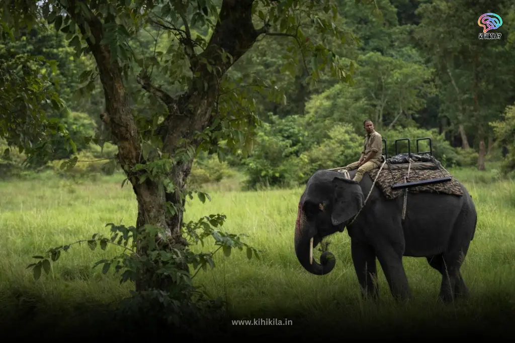 An Indian elephant with a mahout on its back, standing in a grassy field in one of the Wildlife Sanctuaries of Assam.