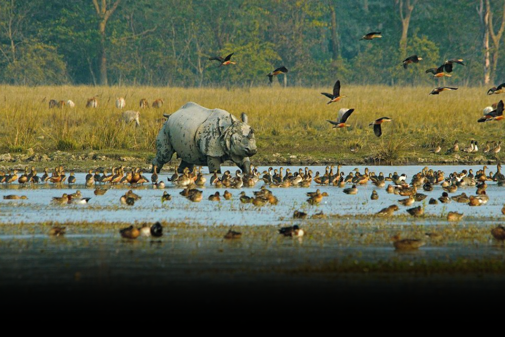 A one-horned rhinoceros standing in a wetland area surrounded by many ducks and birds in one of the Wildlife Sanctuaries of Assam.
