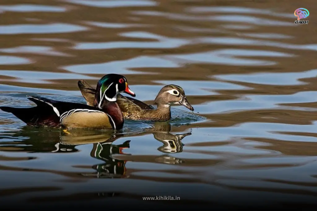 A pair of colorful wood ducks, a male and a female, swimming together on a calm body of water.
