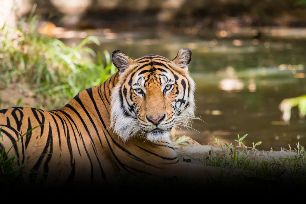 A close-up shot of a Bengal tiger lying near a body of water in one of the Wildlife Sanctuaries of Assam, looking directly at the camera.