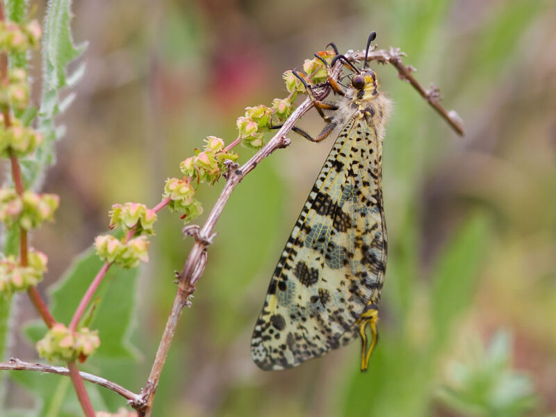 Discovery of Palpares contrarius 1