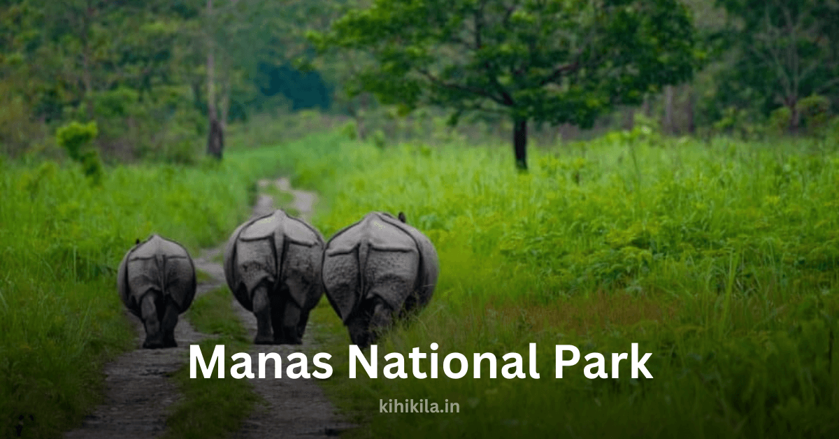 Three one-horned rhinoceroses walking along a green forest trail in Manas National Park, Assam.