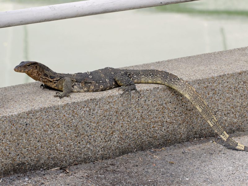 New Gecko Species Coonoor Hills