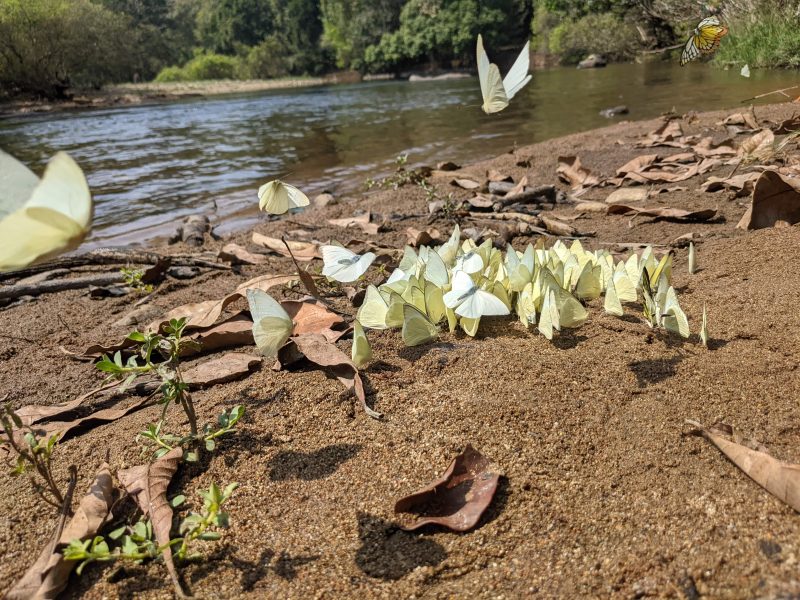 Aralam Butterfly Sanctuary