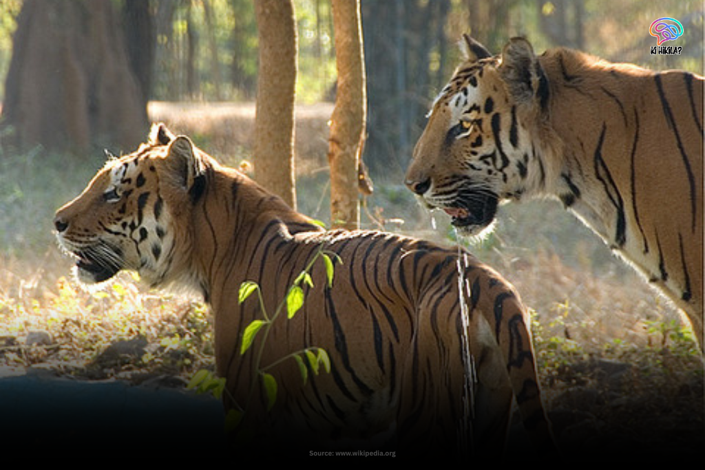 Two Bengal tigers walking in the forest at Bannerghatta National Park, Karnataka.