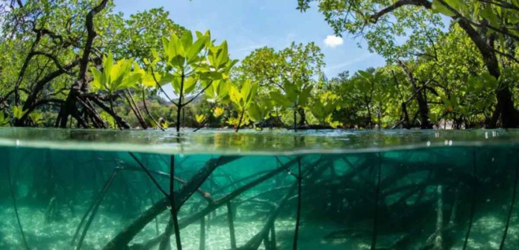Protected Areas in Biodiversity Conservation