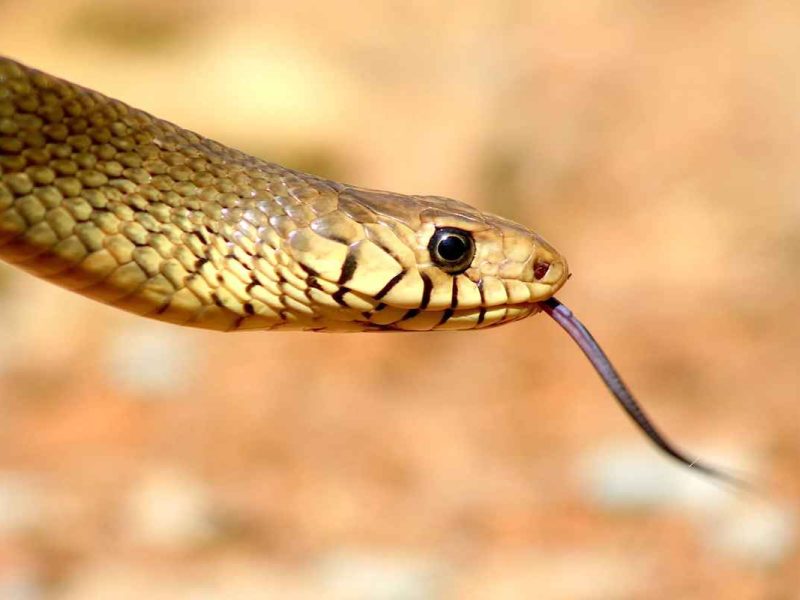Indian Rat Snake