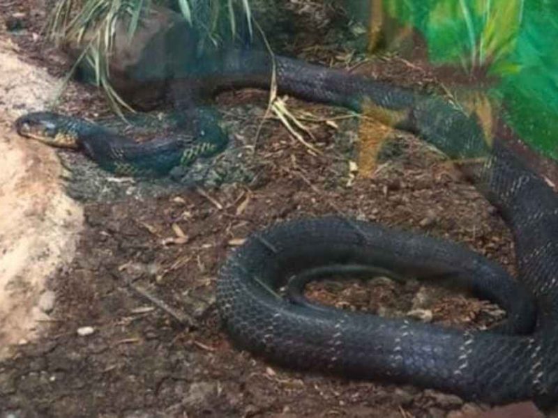 King Cobra Reintroduction