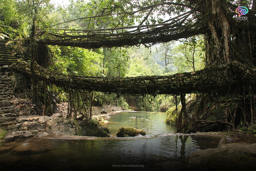 Fascinating Meghalaya: Matrilineal Traditions, Rainy Wonders & Must-Visit Tourist Hotspots Meghalaya Double-decker living root bridge in Nongriat village, Meghalaya, surrounded by dense green forest.