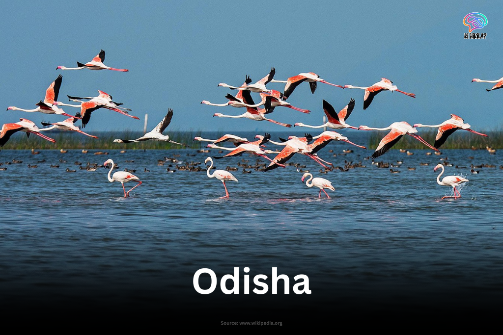 Flamingos and other migratory birds at Chilika Lake in Odisha.