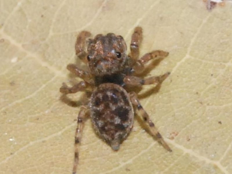New Jumping Spider Species