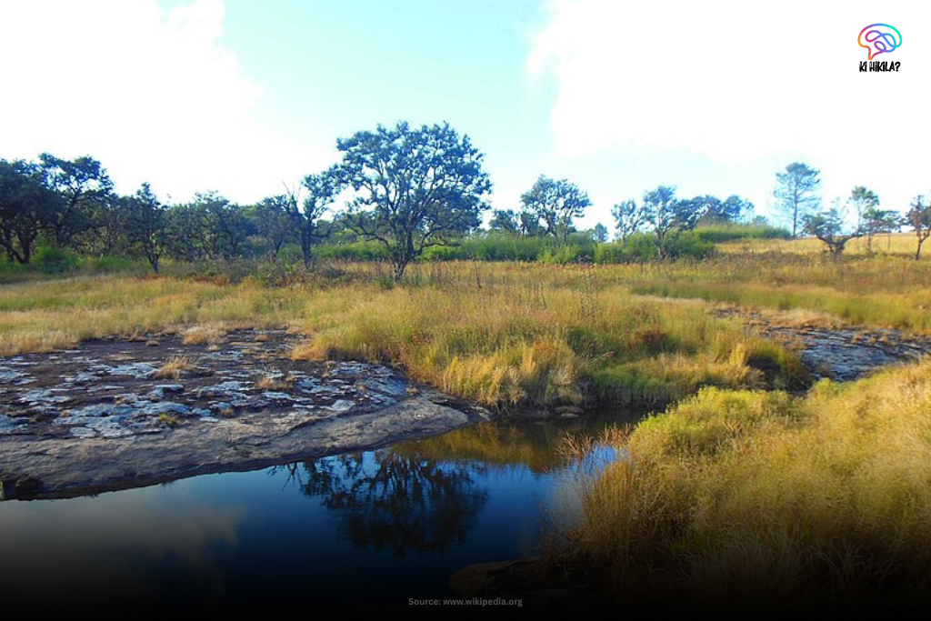 Discover Mizoram: A Fascinating Guide for Students and Explorers Mizoram Serene grassland and forest landscape inside Phawngpui National Park, Mizoram.