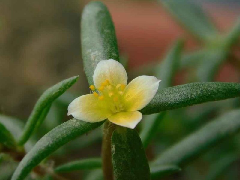 Portulaca bharat