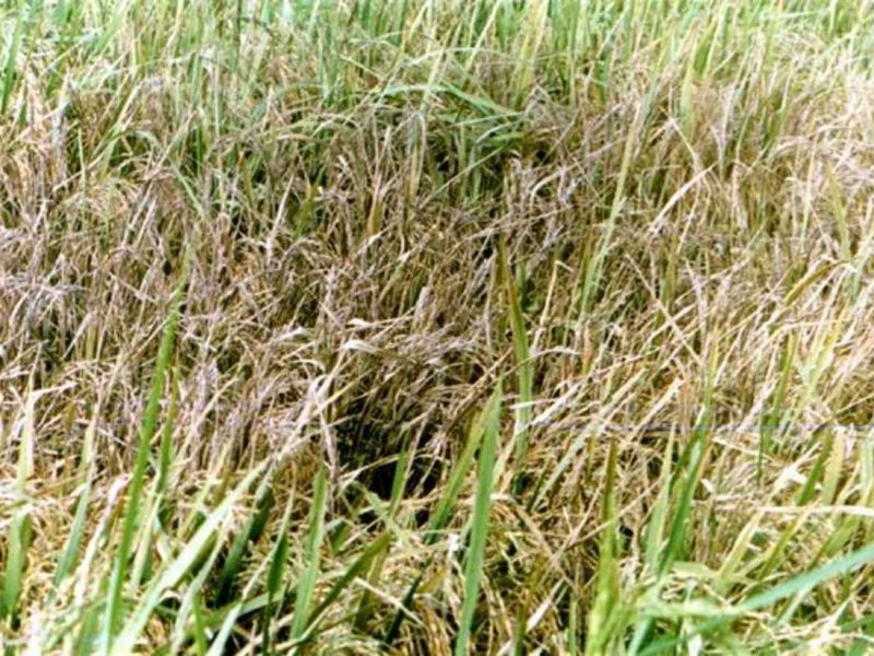 Rice Yellow Mottle Virus RYMV