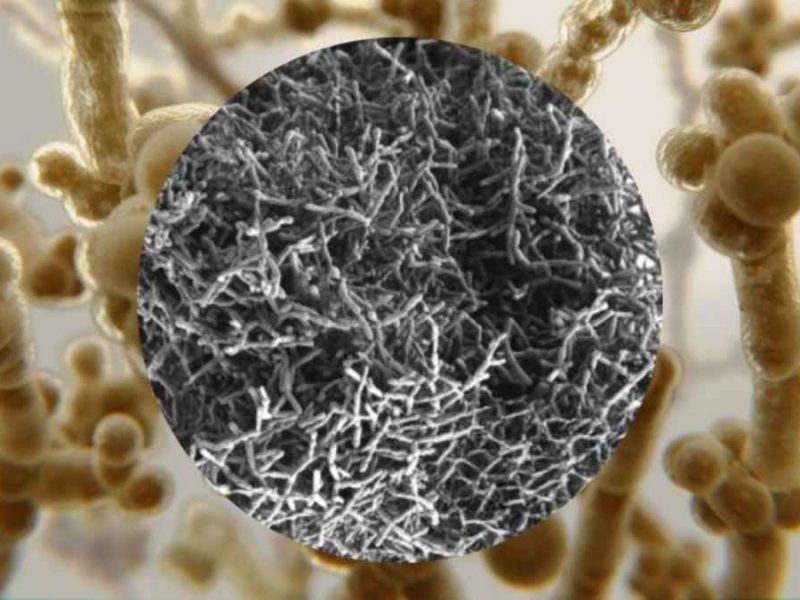 Snowflake Yeast