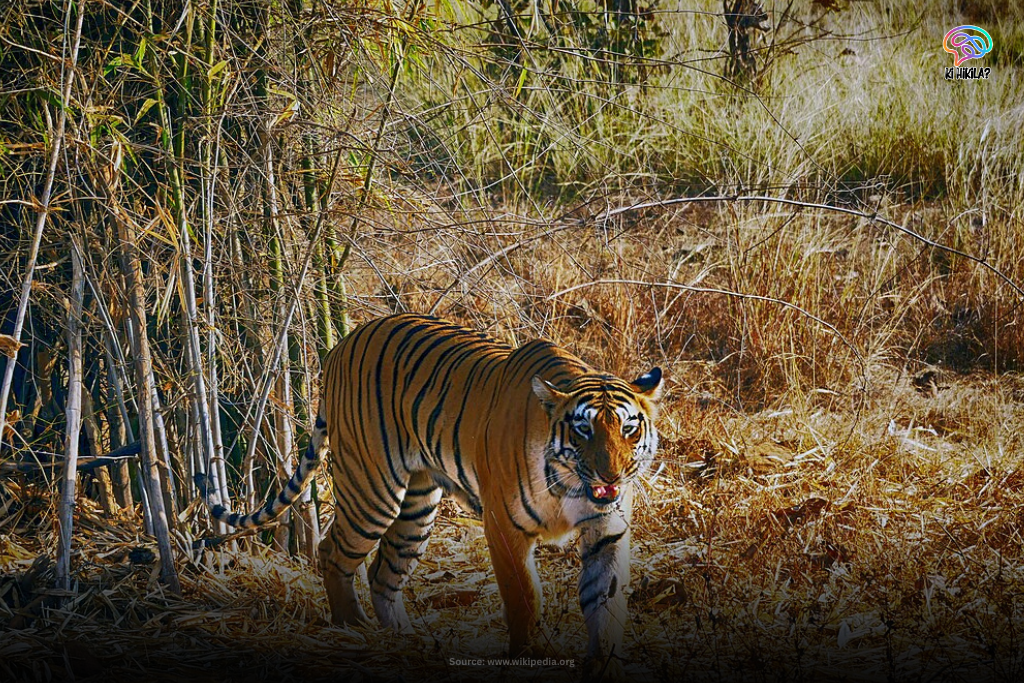 Maharashtra: An Ultimate Showcase of Heritage, Power, Culture, and Economic Prowess” Maharashtra A Bengal tiger walking through dry grass at Tadoba Tiger Reserve (Maharashtra).
