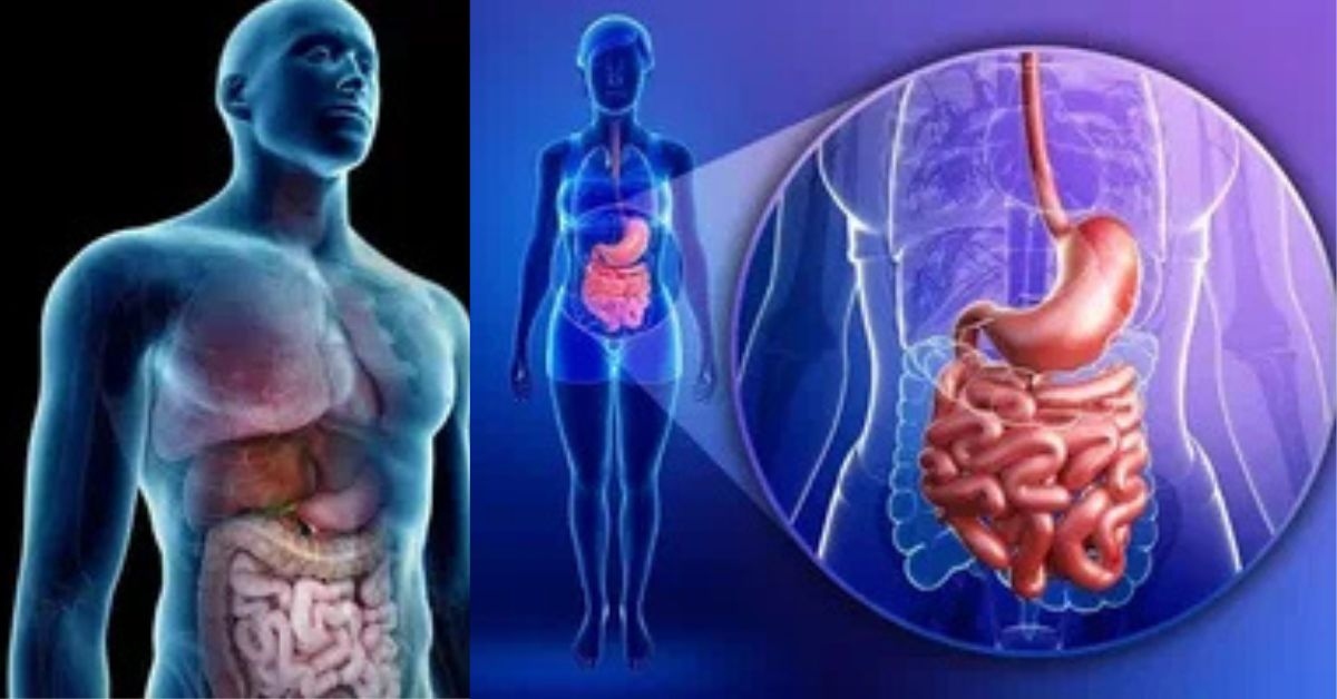 How Food Turns into Body