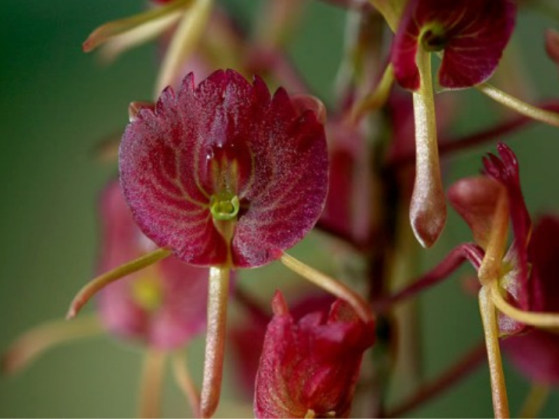 Crepidium assamicum