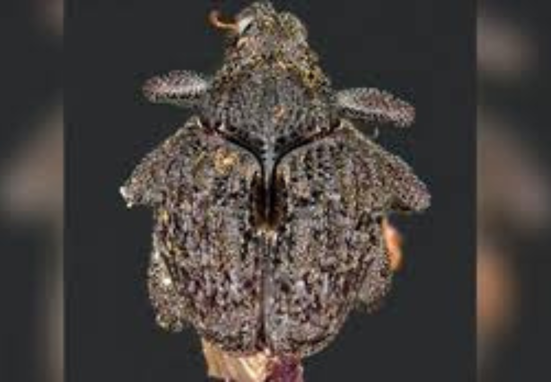 New insect species Spathaspina Noohi