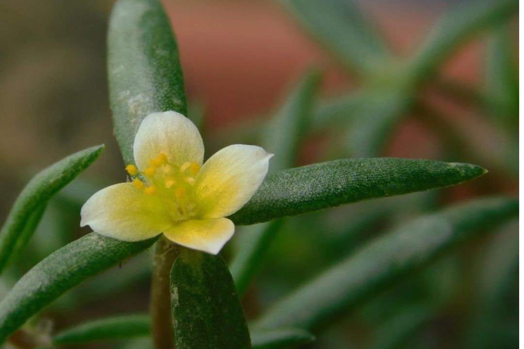 Portulaca bharat discovery by BSI