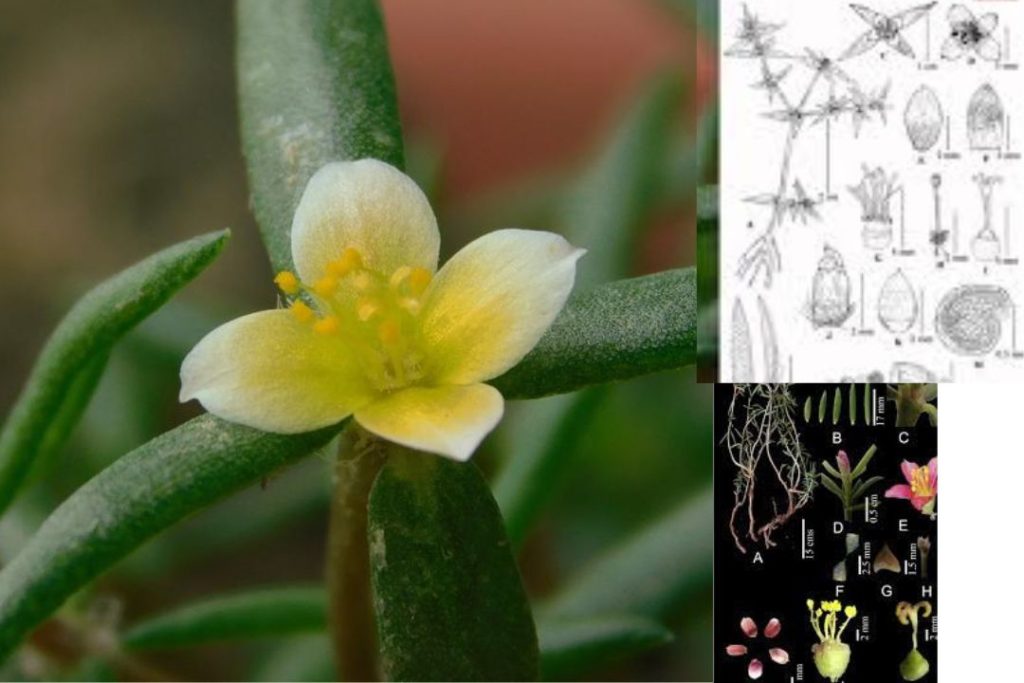 Portulaca Bharat Discovery by BSI Strengthens India’s Biodiversity Research 1 Untitled design 5