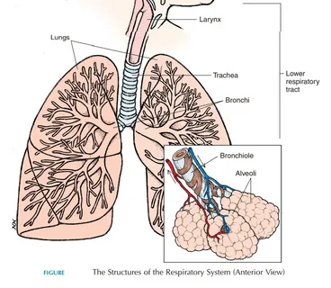 Understanding the Respiratory System: A Complete and Simple Guide 1 i 33