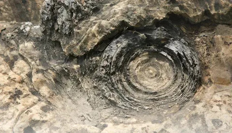 India’s Prehistoric Marvel: Salkhan Fossil Park