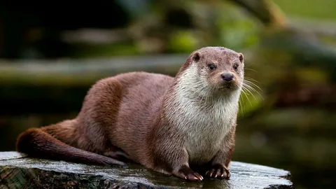 "Eurasian Otter: Habitat, Diet & Facts
