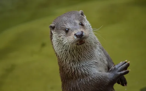 Eurasian Otter
