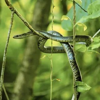 Amazing Indian Rat Snake: A Helpful Friend in Our Ecosystem Indian Rat Snake Indian Rat Snake