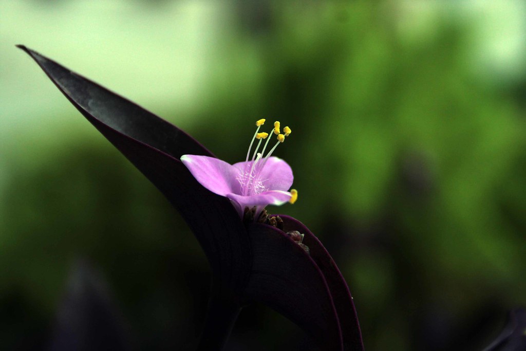 Crepidium assamicum