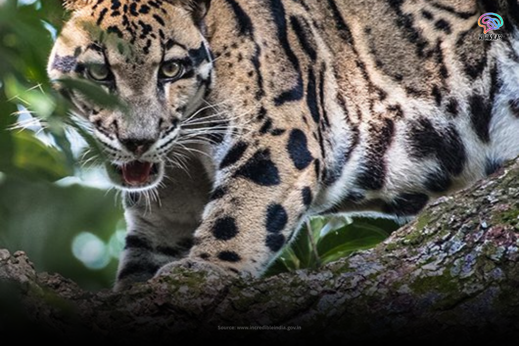 A close-up, intense shot of a Clouded Leopard peering through green foliage in Sepahijala Wildlife Sanctuary, Tripura.