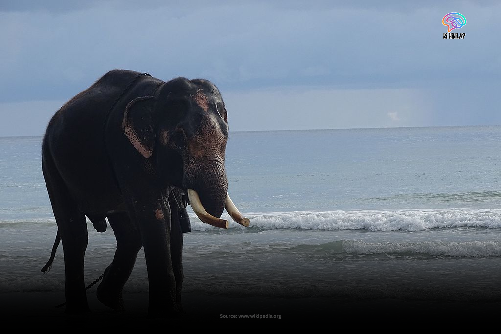 An elephant with tusks standing on a sandy beach at the edge of the sea in the Andaman Islands, with gentle waves washing ashore.