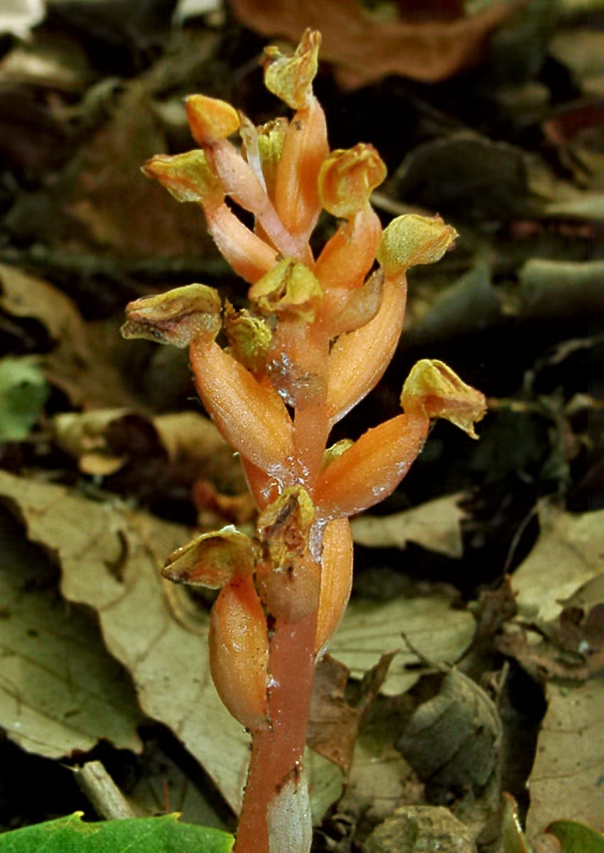 Chamaegastrodia reiekensis Orchid