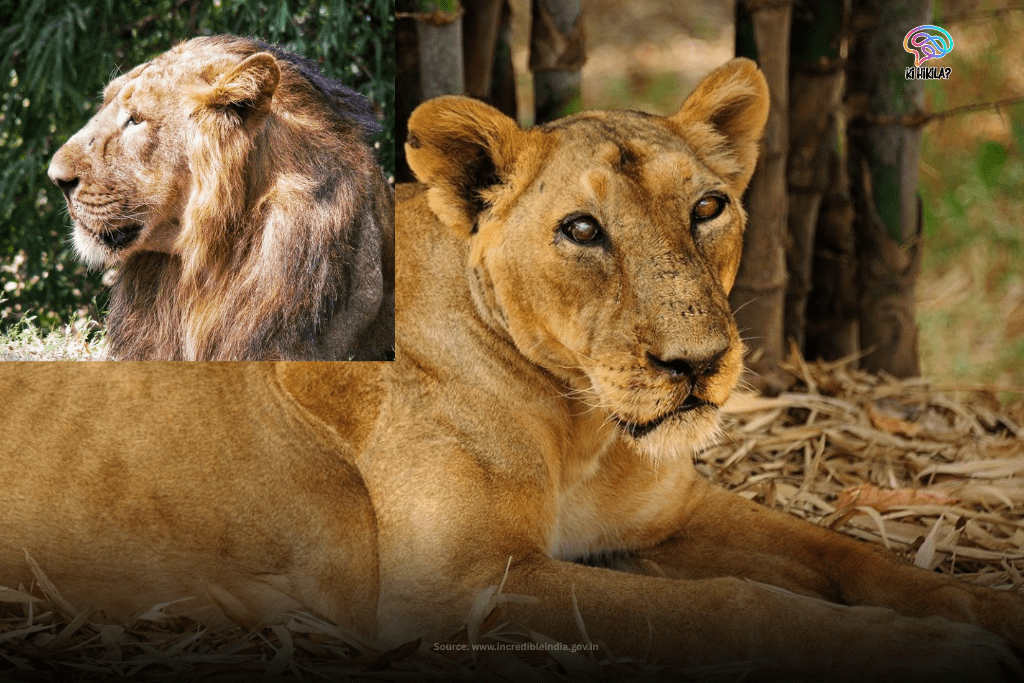 Asiatic lions at the Vasona Lion Safari Park, a wildlife attraction in Dadra and Nagar Haveli and Daman and Diu.