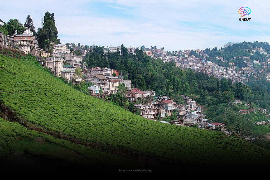 A scenic view of the town of Darjeeling nestled in the mountains, with vibrant green tea gardens covering the steep slopes in the foreground.