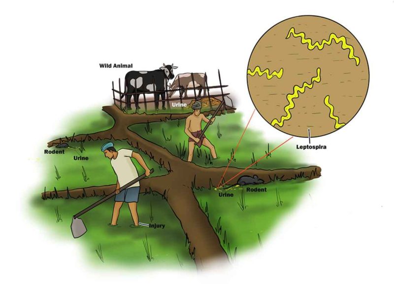 Leptospirosis Disease