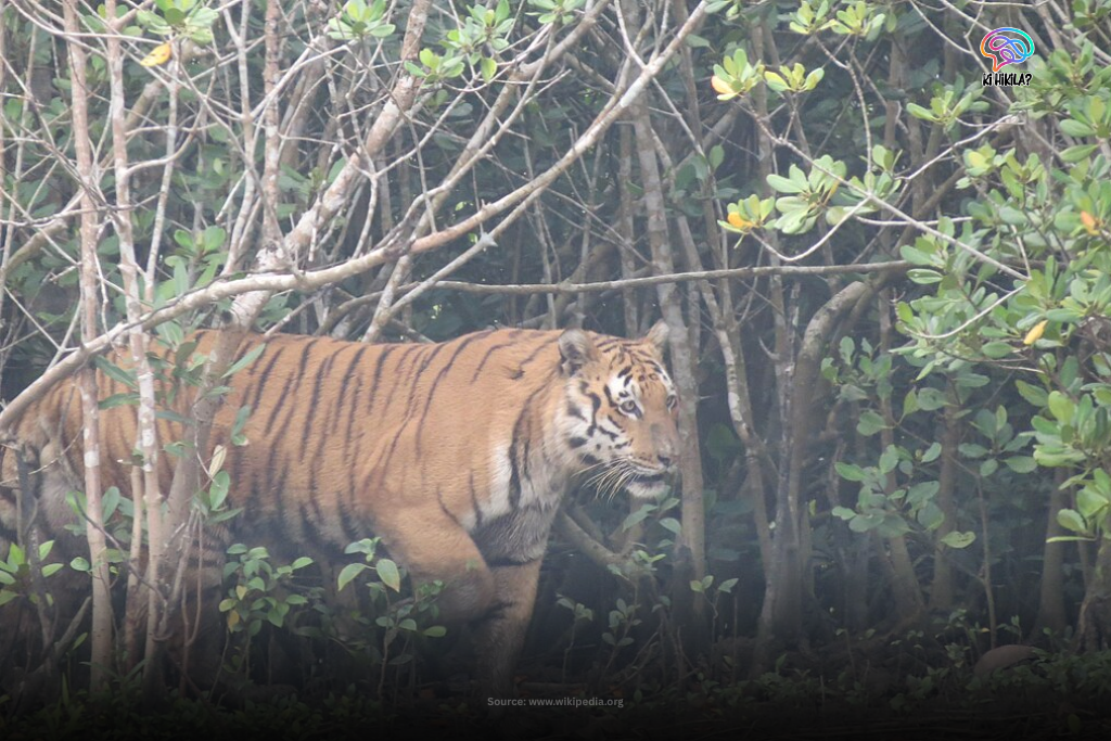 A majestic Royal Bengal Tiger walking stealthily through the dense mangrove forest of the Sundarbans, West Bengal.