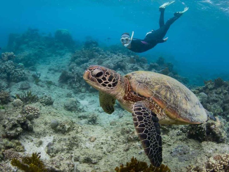Sea Turtle Conservation