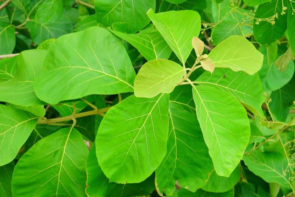 Teak Leaf