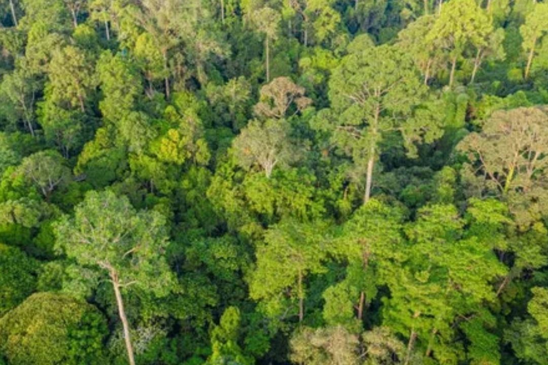Agroforestry Implementation Rules