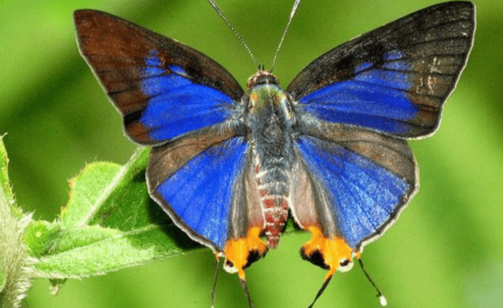 New Butterfly Species