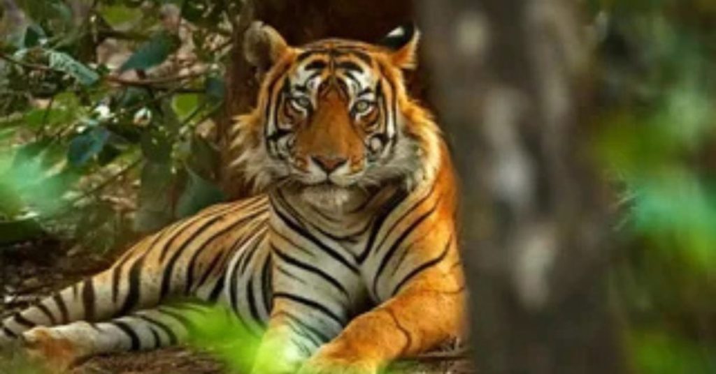 Celebrating International Tiger Day – A Global Call to Save the Majestic Tiger International Tiger Day International Tiger Day