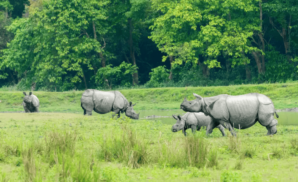 Rhino in Assam