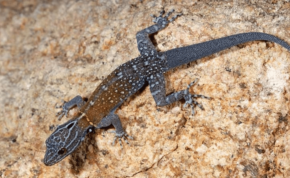 New Gecko Species
