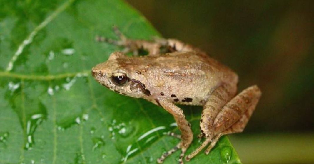 new bush frog in Meghalaya