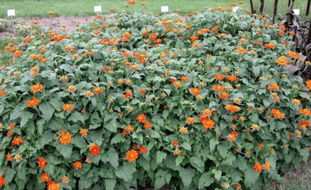 Lantana Camara Invasion