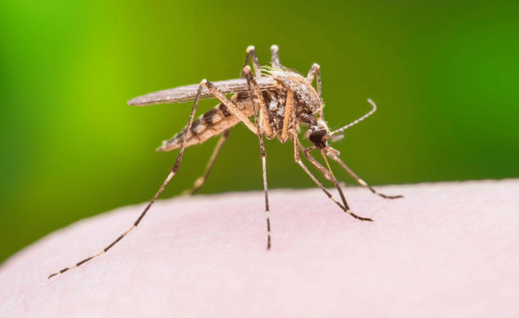 Smart Mosquito Surveillance System